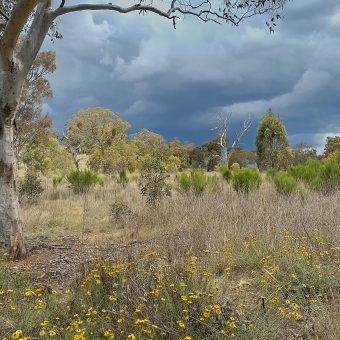 Goorooyarroo Nature Reserve, Throsby, with yellow wildflowers covering the foreground which seem to turn into grasses then shrubs then trees the further away you look, with a large overhanging tree in the foreground which frames the picture, with frightening storm clouds rolling over the sky seemingly towards the camera