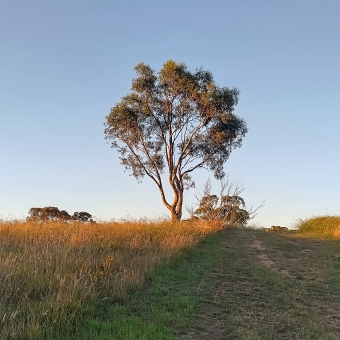 Atop The Hill, Hill Reserve, Ngunnawal, with a singular large gum tree atop the ridge of a hill which has green and yellowing grass leading up it, with clear blue sky behind it