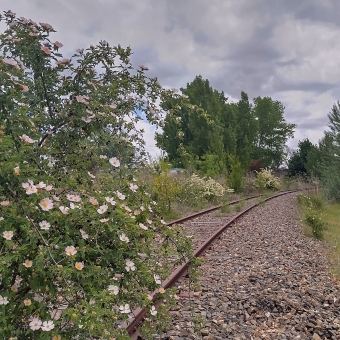 Floral Tracks, near Jerrabomberra Creek, Fyshwick, with a shrub if pink daisies growing in the middle a disused train track which is surrounded by other shrubs and trees and disappears off into trees on the right of the image