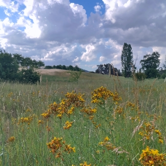 A Field of Flowers, Gininderra Creek near Evella Pond, Amaroo, with many little yellow flowers in focus in front, with grasses leading to some distant trees up a rolling hill and up to a slightly cloudy sky
