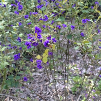 Bee Food, Australian National Botanical Gardens, with a bee on one of many purple flowers through the picture