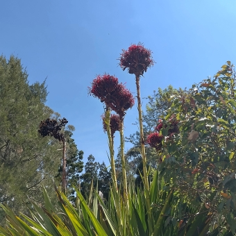 Tall Lilies, Australian National Botanical Gardens, with a group of five waratahs standing against a blue sky and frames on the left and right by a couple of native trees