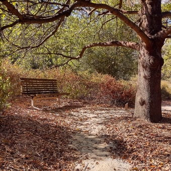 Autumn Vibes, Australian National Botanical Gardens, with a wooden bench and a tree which seems to have lost all its leaves under the shade of all the trees surrounding them