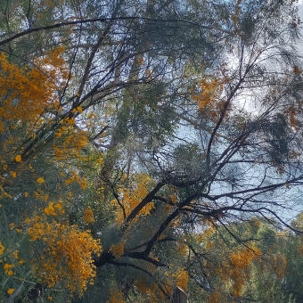 Flecked Yellow, Australian National Botanical Gardens, with wattle blooms dotted through the trees first against other undistinguishable trees then against a cloudy sky