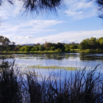 Summer Vibes, Yerrabi Pond, Gungahlin/Amaroo, with solidly-green trees in the distance reflected over still blue water, with silhouettes of ferns in the front