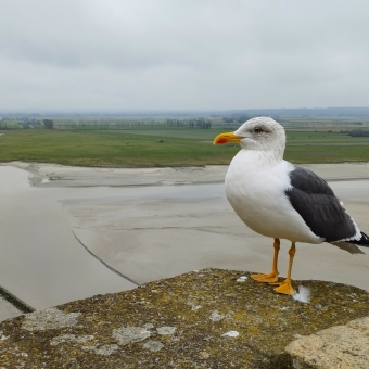 Mont Saint Michel Seagull