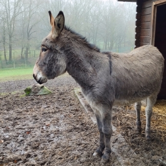 Parc du Port Breton, with donkey