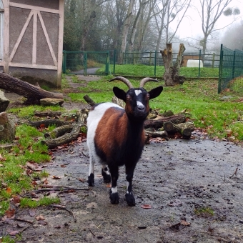 Parc du Port Breton, with goat