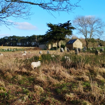 Alignménts du Ménec with sheep, Carnac