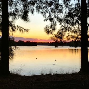 Silhouetted Sunset, Yerrabi Pond, Gungahlin/Amaroo, with oranges and yellows and pinks on the horizon also silhouetting branches of fir trees in the foreground, with pale-blue water leading up to shore which silhouettes some long blades of grass