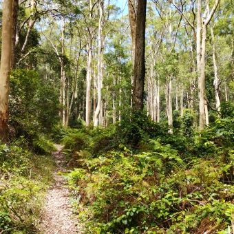 Greenery Overload, Dog Pound Creek, Westleigh, with green ferns covering the ground except for a thin trodden path betwixt straight and tall gum trees