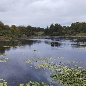 Mill Stream, Mascot, with a lily-covered almost-lake, with grey-blue clouds reflected, with green trees across the foreshore