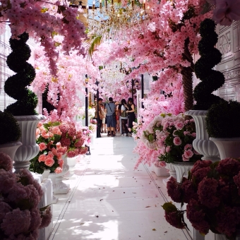 The Pink Path, The Grounds of Alexandria, with a white path in the centre which is bordered with various pink and green plants, with people in the mid-distance on the path