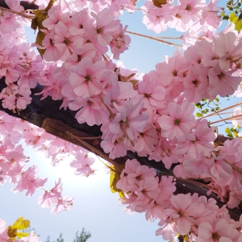 Lambent Bloom, The Grounds of Alexandria, with a branch covered in pink flowers in the close foreground with the sun behind it giving a glowing effect