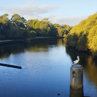 The Pelican, Karool Avenue Footbridge, Earlwood, with a pelican on a wooden pole over a wide river