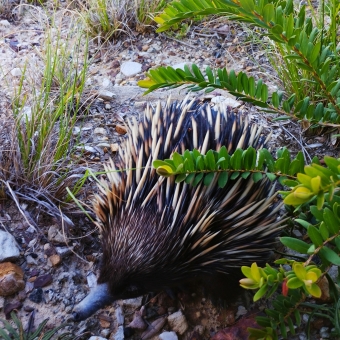 My Friend Echidna, North Head, with an echidna within arms-reach as though investigating the camera