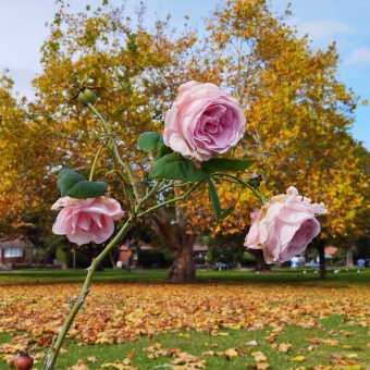 Autumnal Bloom, Yeo Park, Ashfield, with three pink roses standing tall against a deciduous tree which has many shades of orange leaves