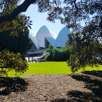 Framed Opera, Royal Botanical Gardens, Sydney, with the Sydney Opera House in the distance being framed by the branches of a tree which come from overhead