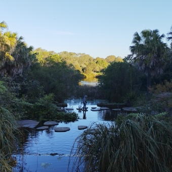 Stepping Stones, Sydney Park Wetlands, Erskineville, with a creek leading from underfoot into the distance which has stepping stones from one green side to the other which is crossed by a dog and their owner