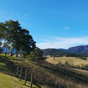 Down The Valley Long, Dryridge Estate, Megalong Valley, with a wintery vineyard in the foreground leading to large tree on the upper-side of the valley overlooking a heavily-wooded valley into the distance