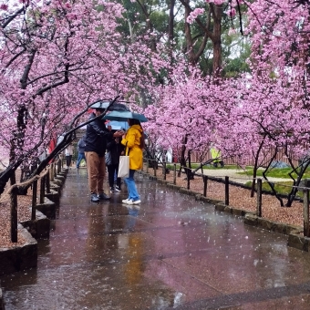 Blossom Cover, Auburn Botanical Gardens, Auburn, with low-hanging cherry blossom trees on either side of a path, with a small group of people facing each other under umbrellas