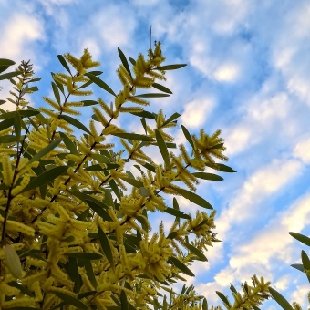 Floral Clouds, Wentworth Park, Earlwood, with branches of bright wattle against streaks of peach-coloured clouds