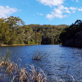 Hacking River, Audley Weir, Audley, with reeds submerged in the river in the immediate foreground, with dense trees lining the river into the distance
