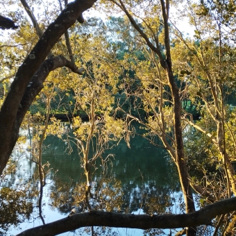 River Reflections, Cooks River, Marrickville, with trees in the foreground lit from behind which are reflected alongside the blue sky in the river behind