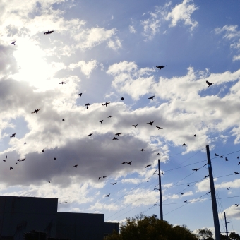 Birds Of A Feather, unnamed reserve, South Strathfield, with a large flock of magpies flying against a cloudy sky