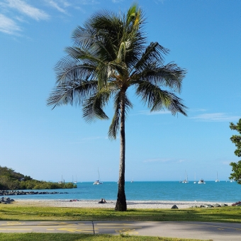 Paradise Palm, Airlie Beach, with a single palm tree in centre frame against the ocean