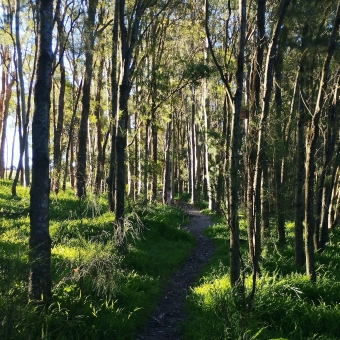Afternoon Light, Sydney Park, St Peters, with a forest of tall thin trees bound by green grasses which are all gilded in afternoon light from the left