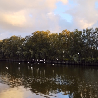 The Cockatoos Flew, Cooks River, Dulwich Hill, with dozens of white cockatoos flying against the silhouette of trees all above water, with a pastel sunset in the background