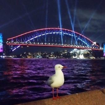 Seagull Perusing The Bridge, Bennelong Point, Sydney, with a lone seagull on a fence against the Sydney Harbour Bridge glowing purple in VIVID