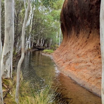 Uluṟu, Muṯitjulu Waterhole, with what looks like a still river between a line of trees and a cliff face but which joins up to the waterhole behind the photograph