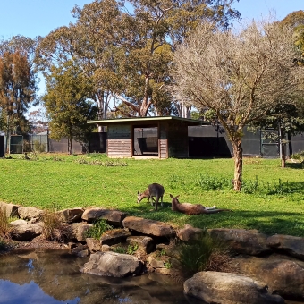Resting Roos, Central Gardens Nature Reserve, Merrylands West, with two grey kangaroos in the middle of the picture which are lying down or eating grass, with a little tree to their right and a wooden shed behind them, with a calm river with a rocky bed in front and trees in the distance covering the horizon